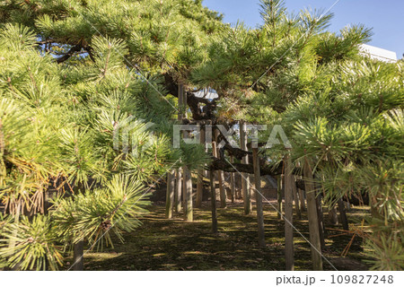 浜離宮恩賜庭園の三百年の松 浜離宮恩賜庭園の三百年の松 109827248