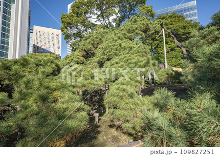 浜離宮恩賜庭園の三百年の松 浜離宮恩賜庭園の三百年の松 109827251