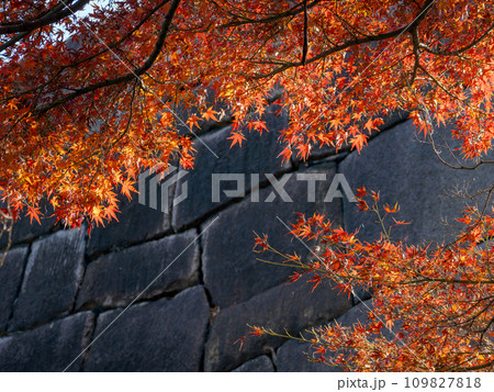 秋の皇居東御苑 鮮やかに色づいた紅葉と石垣 秋の皇居東御苑 鮮やかに色づいた紅葉と石垣 109827818
