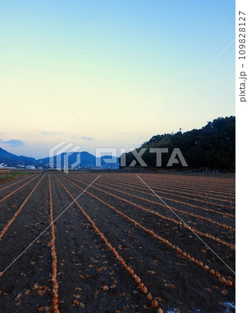 玉ねぎの畑【香川県三豊市三野町吉津】4 109828127