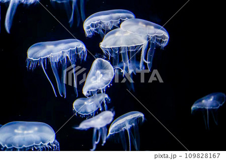 幻想的な海月 109828167