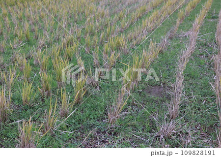 オフシーズンの田んぼ 109828191