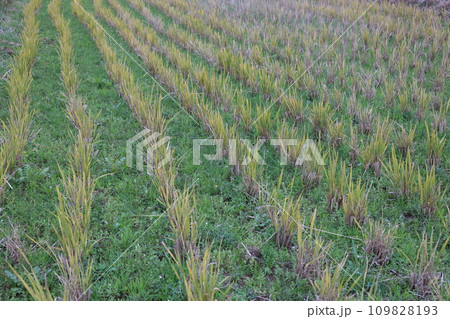 オフシーズンの田んぼ 109828193