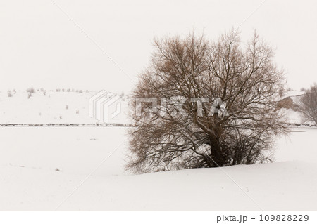 A big tree on the shore of a lake 109828229