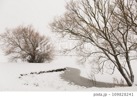 A big tree on the shore of a lake in a snowy winter A big tree on the shore of a lake in a snowy winter 109828241