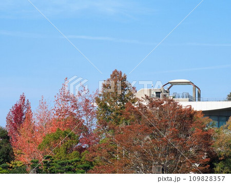 2023香川用水記念公園の紅葉【香川県三豊市】11 2023香川用水記念公園の紅葉【香川県三豊市】11 109828357