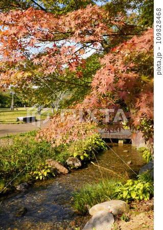 2023香川用水記念公園の紅葉【香川県三豊市】22 2023香川用水記念公園の紅葉【香川県三豊市】22 109828468