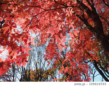 メグスリノキの紅葉② メグスリノキの紅葉② 109828593
