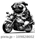 バイクに乗ったパグ 109828602