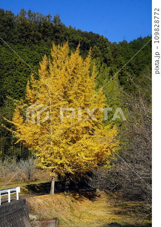 姿勢の美しい綾川町のイチョウ【香川県綾歌郡綾川町】2 姿勢の美しい綾川町のイチョウ【香川県綾歌郡綾川町】2 109828772