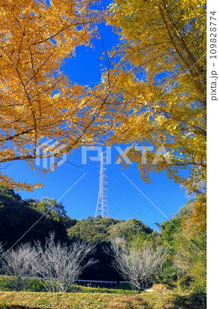 姿勢の美しい綾川町のイチョウ【香川県綾歌郡綾川町】 姿勢の美しい綾川町のイチョウ【香川県綾歌郡綾川町】 109828774