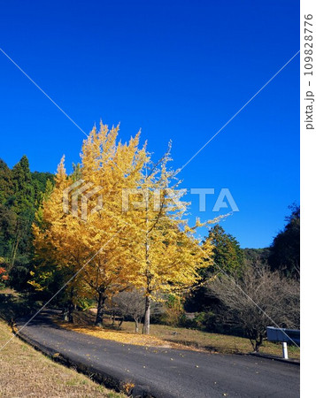 姿勢の美しい綾川町のイチョウ2023【香川県綾歌郡綾川町】3 109828776