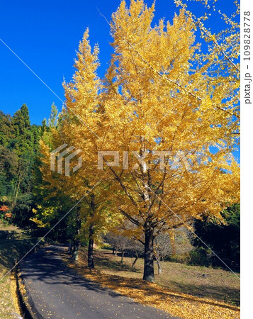 姿勢の美しい綾川町のイチョウ2023【香川県綾歌郡綾川町】2 姿勢の美しい綾川町のイチョウ2023【香川県綾歌郡綾川町】2 109828778