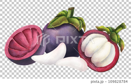 Mangosteen watercolor illustration. Hand drawn sketch of exotic tropical Fruit on isolated background. Drawing of asian food with garcinia and juicy slices. Sketch of mangostana for menu design. 109828784
