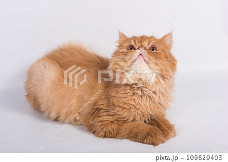 Persian Exotic Longhair cat is on white background Persian Exotic Longhair cat is on white background 109829403