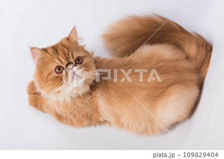 Persian Exotic Longhair cat is on white background 109829404