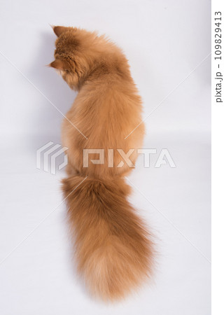 View from back of Persian Exotic Longhair cat is on white background. Fluffy red tail of a cat View from back of Persian Exotic Longhair cat is on white background. Fluffy red tail of a cat 109829413
