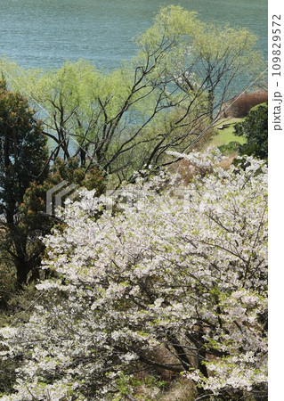 春の湖畔　木々の芽吹きと桜の花 109829572