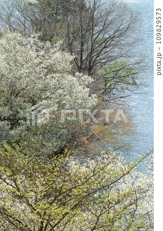 春の湖畔 木々の芽吹きと桜の花 春の湖畔 木々の芽吹きと桜の花 109829573
