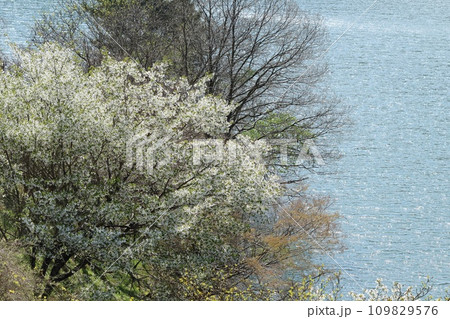 春の湖畔　木々の芽吹きと桜の花 109829576