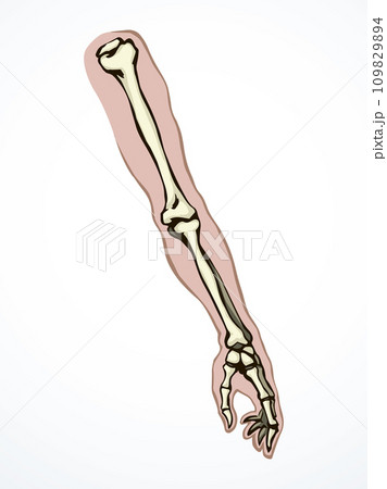 Vector drawing. Bones of the arm and shoulder 109829894