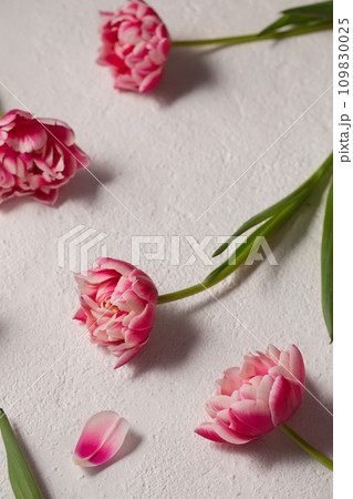bouquet of pink terry tulips on a light textured background 109830025