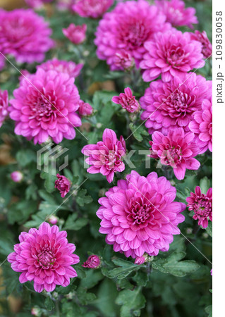 A bouquet of pink chrysanthemum in the garden, close-up A bouquet of pink chrysanthemum in the garden, close-up 109830058