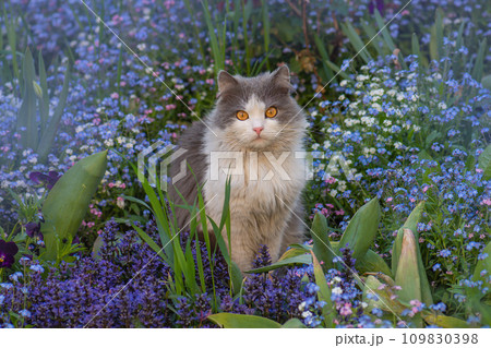 Cat in a spring colorful garden near  forget me nots flowers. 109830398