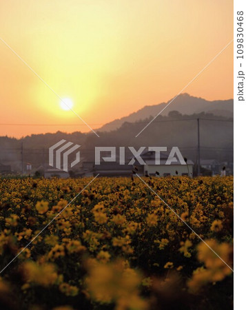 帆山ひまわり団地のキバナコスモス畑【香川県仲多度郡まんのう町】3 109830468