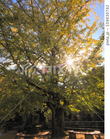 旧多和小学校の大銀杏2023【香川県さぬき市多和】4 109830782