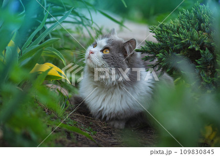 Excited cat is outside in the garden Excited cat is outside in the garden 109830845