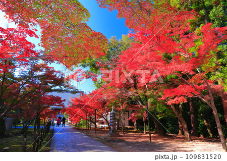 【京都府】快晴の光明寺の観音堂と紅葉 【京都府】快晴の光明寺の観音堂と紅葉 109831520