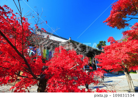 【京都府】快晴の光明寺の御影堂と紅葉 【京都府】快晴の光明寺の御影堂と紅葉 109831534