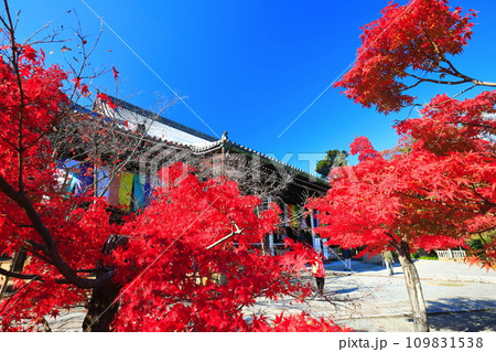 【京都府】快晴の光明寺の御影堂と紅葉 【京都府】快晴の光明寺の御影堂と紅葉 109831538