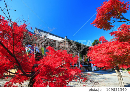 【京都府】快晴の光明寺の御影堂と紅葉 【京都府】快晴の光明寺の御影堂と紅葉 109831540