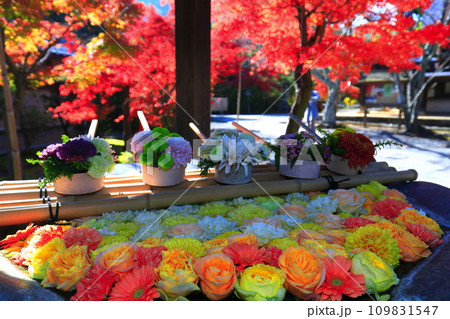 【京都府】光明寺の花手水と紅葉 109831547