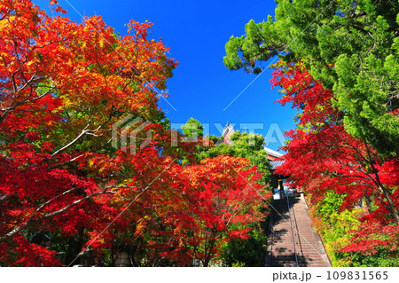 【京都府】快晴の光明寺の御影堂と紅葉 109831565