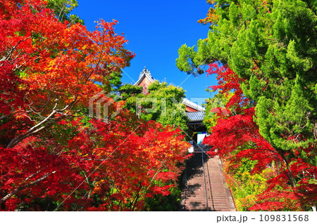 【京都府】快晴の光明寺の御影堂と紅葉 【京都府】快晴の光明寺の御影堂と紅葉 109831568