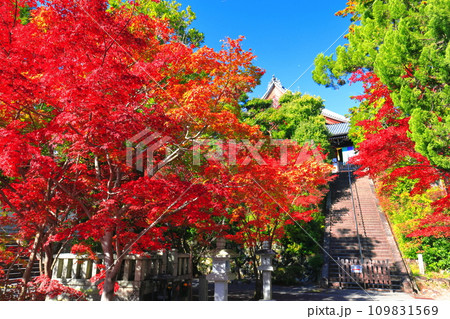 【京都府】快晴の光明寺の御影堂と紅葉 【京都府】快晴の光明寺の御影堂と紅葉 109831569