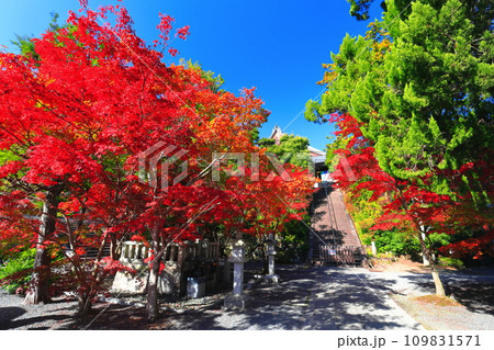 【京都府】快晴の光明寺の御影堂と紅葉 【京都府】快晴の光明寺の御影堂と紅葉 109831571