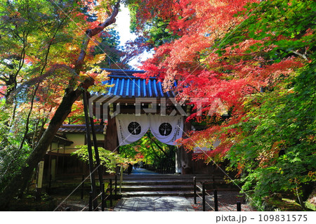 【京都府】光明寺の薬医門と紅葉(もみじ参道) 【京都府】光明寺の薬医門と紅葉(もみじ参道) 109831575