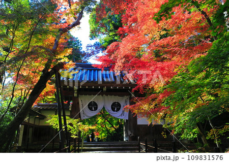 【京都府】光明寺の薬医門と紅葉(もみじ参道) 【京都府】光明寺の薬医門と紅葉(もみじ参道) 109831576