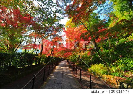 【京都府】光明寺の薬医門と紅葉（もみじ参道） 109831578