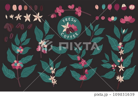 Coffee plants. Cafe leaf pattern, tree beans and leaves, colombia or ethiopia farm logo, berry and branch for barista. Arabica drinks. Botanical cartoon flat elements. Vector illustration 109831639