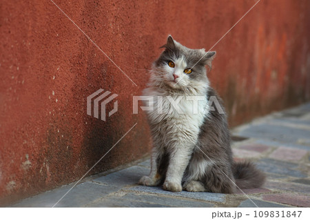 Cat resting on backyard. 109831847