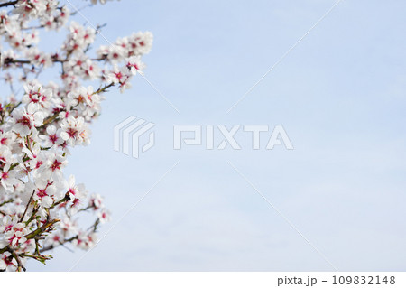 Background of blue sky with blossoming cherry tree, white flowers, copy space 109832148