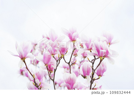 Blooming magnolia tree in spring on pastel sky background 109832444