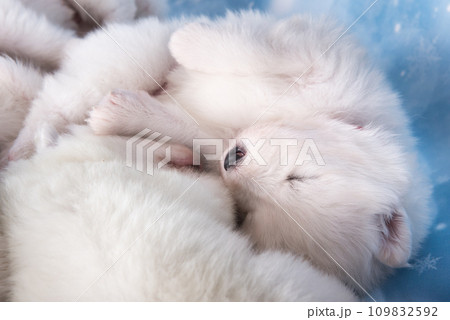 White fluffy small Samoyed puppy dog is sleeping on blue background 109832592