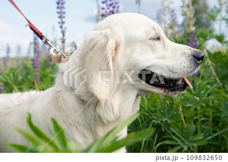 portrait of beautiful Golden retriver walking in countryside Lupine meadow. close up portrait of beautiful Golden retriver walking in countryside Lupine meadow. close up 109832650