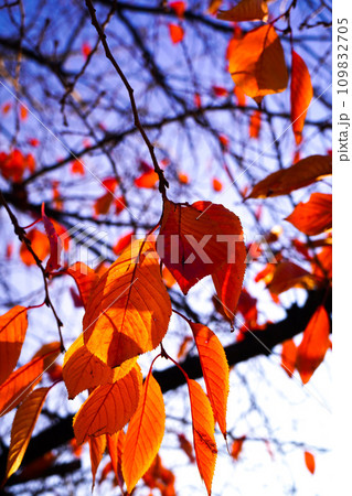 紅葉　桜の木　朝の空 109832705